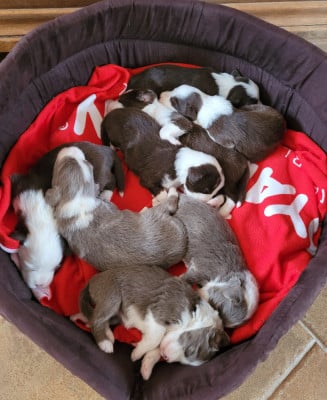 Les chiots de Bearded Collie