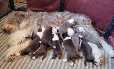 Les chiots de Bearded Collie