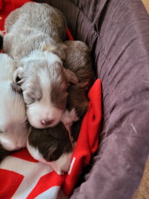 Les chiots de Bearded Collie
