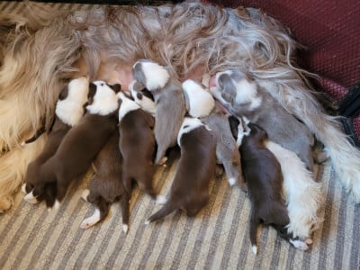 Les chiots de Bearded Collie