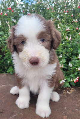 Les chiots de Bearded Collie