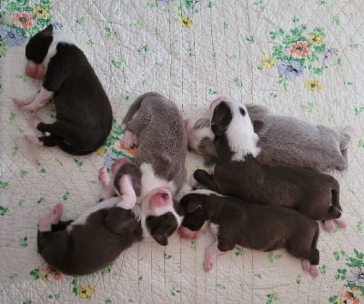 Les chiots de Bearded Collie