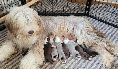 Les chiots de Bearded Collie