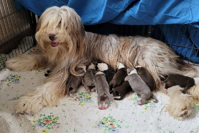Les chiots de Bearded Collie