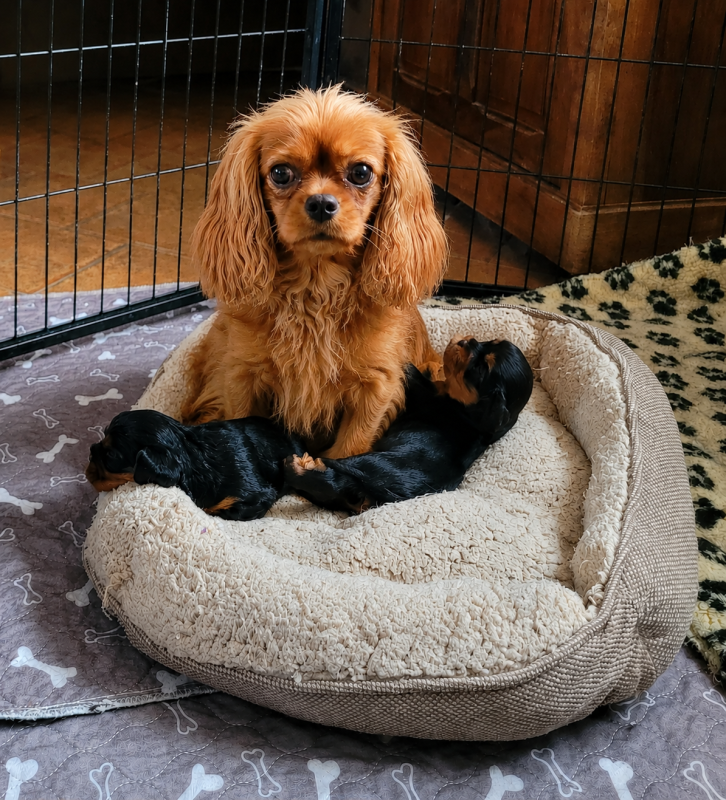 Cavalier King Charles Spaniel - des Prairies de la Guyonne