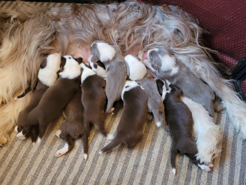 Bearded Collie - des Prairies de la Guyonne