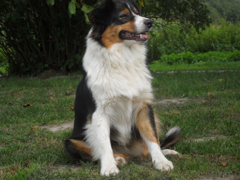 Publication : du Colombier du Pays Pagan Auteur : jean luc bervas