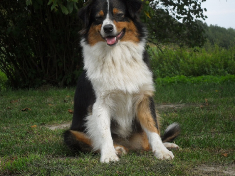 Publication : du Colombier du Pays Pagan Auteur : jean luc bervas