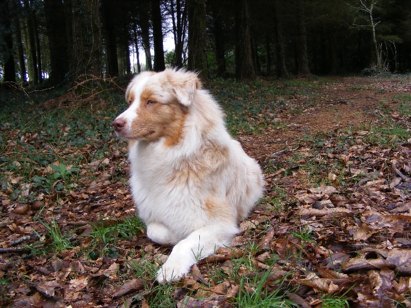 Publication : du Colombier du Pays Pagan