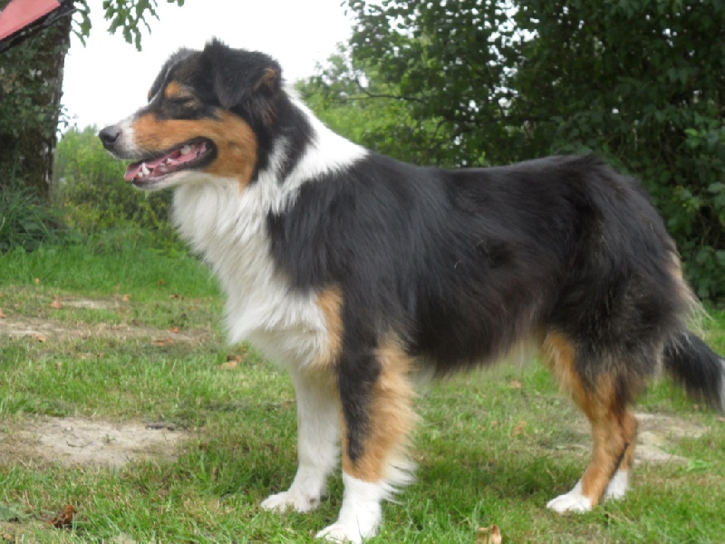 Publication : du Colombier du Pays Pagan Auteur : jean luc bervas