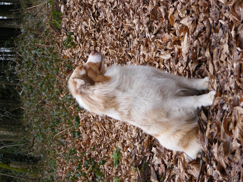 Publication : du Colombier du Pays Pagan