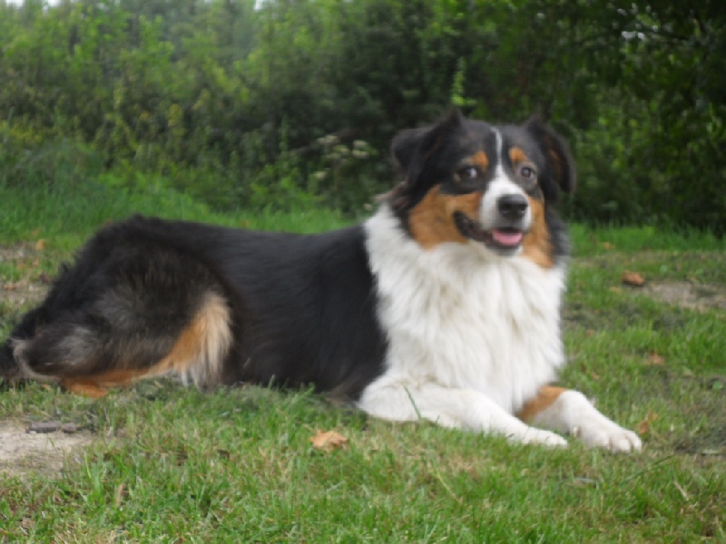 Publication : du Colombier du Pays Pagan Auteur : jean luc bervas