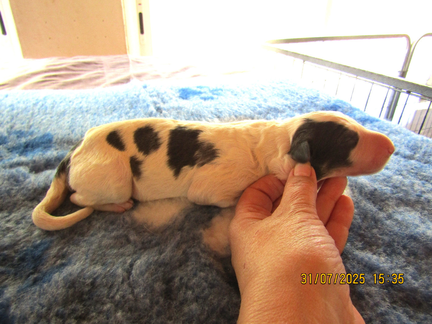 Atys a love tale du Domaine d'Iasnaïa-Poliana