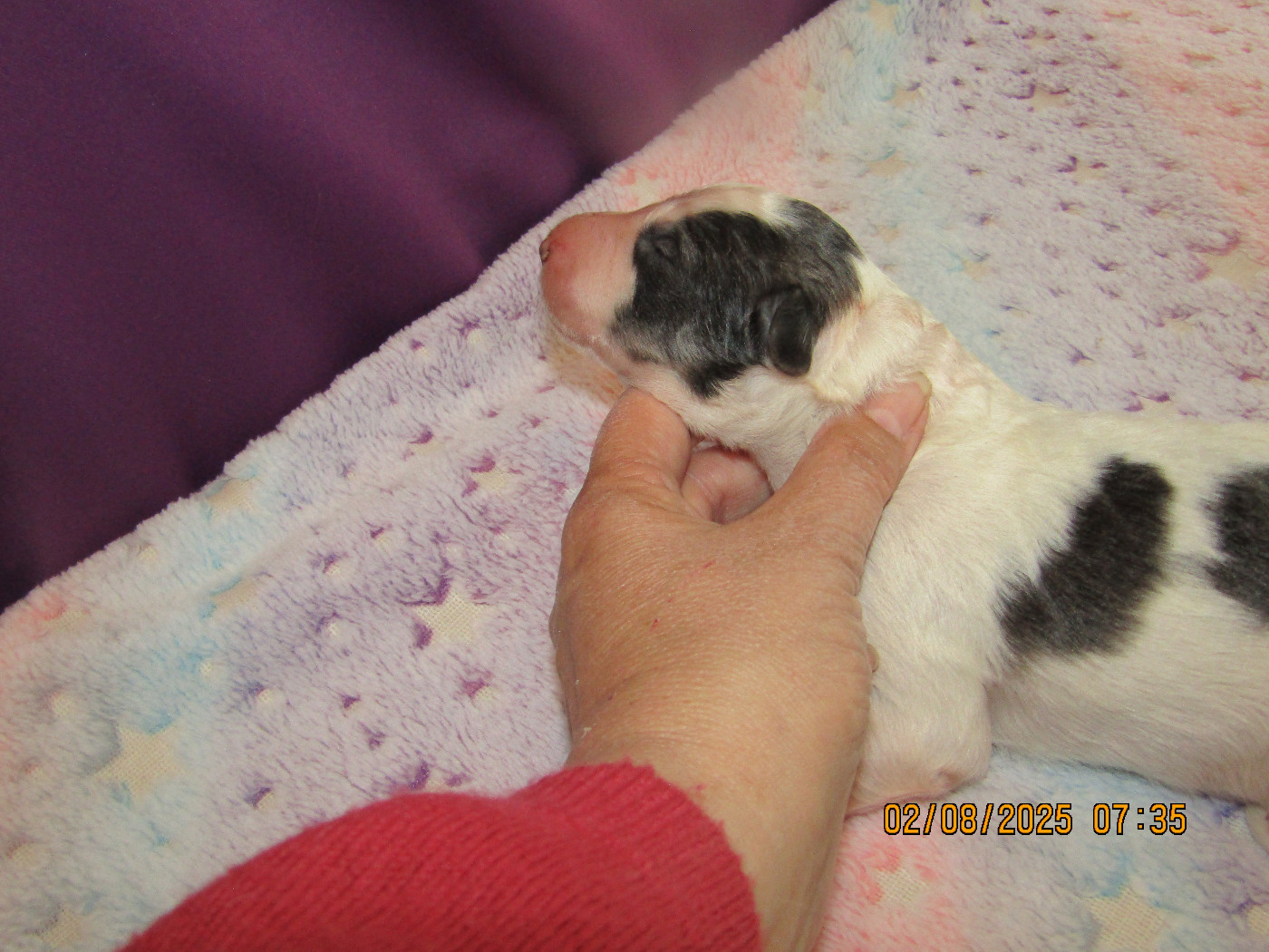 Atys a love tale du Domaine d'Iasnaïa-Poliana