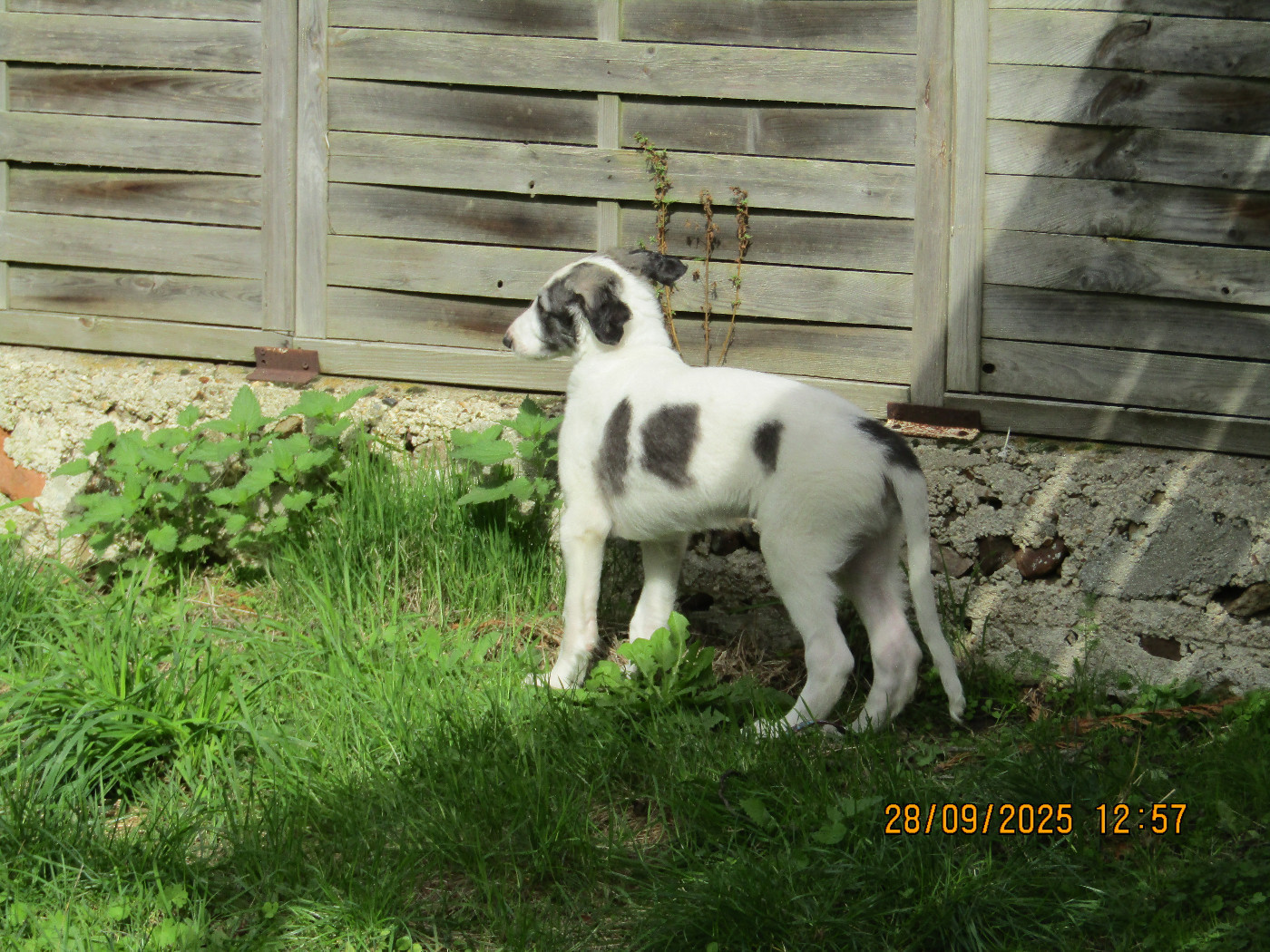 Atys a love tale du Domaine d'Iasnaïa-Poliana