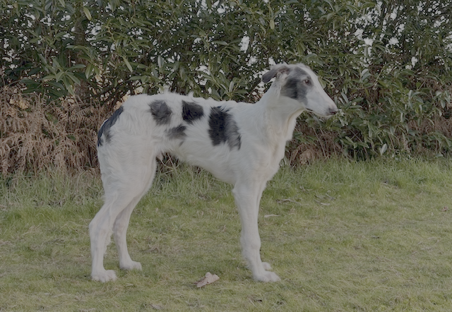 Atys a love tale du Domaine d'Iasnaïa-Poliana