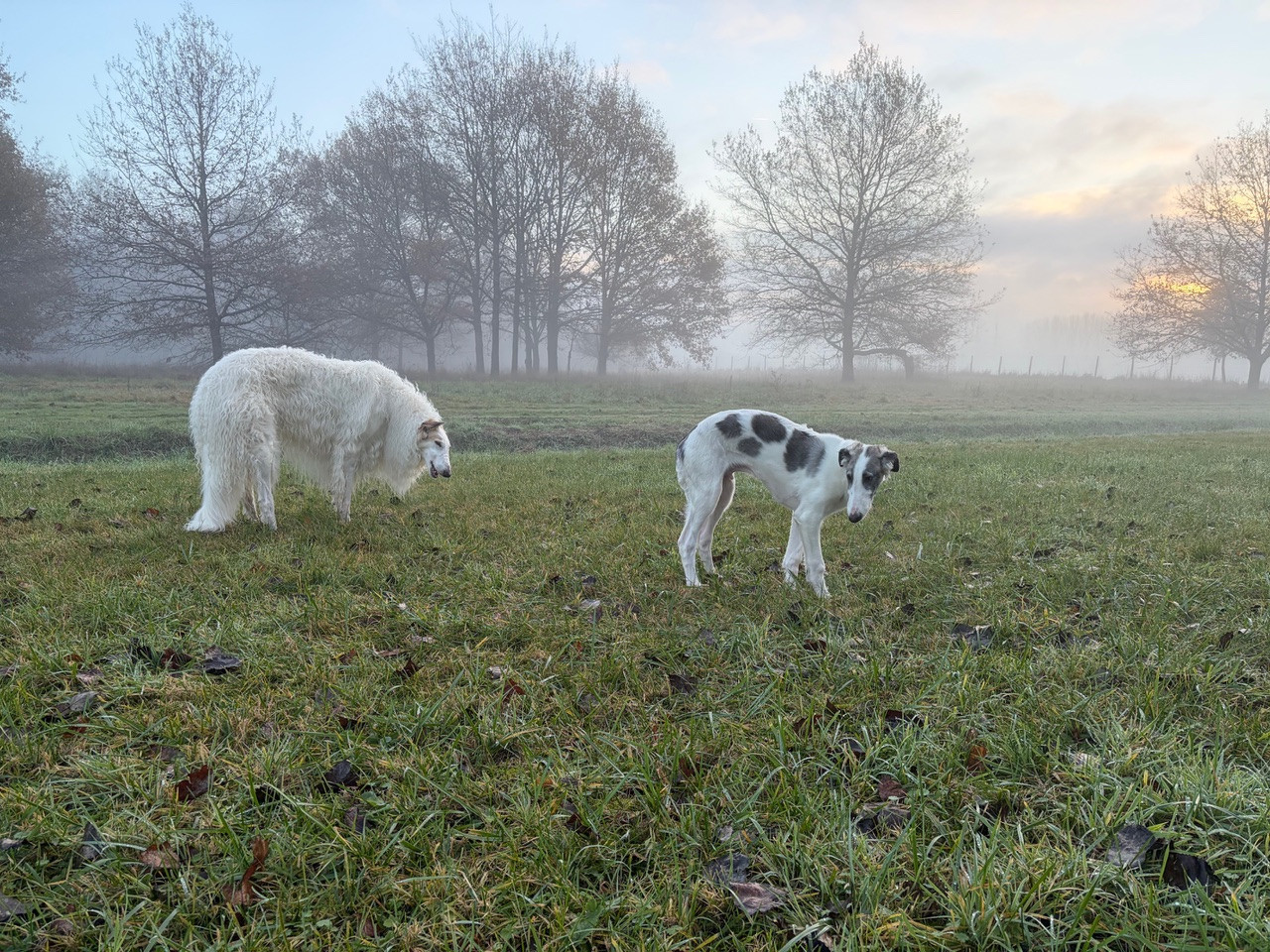 Atys a love tale du Domaine d'Iasnaïa-Poliana