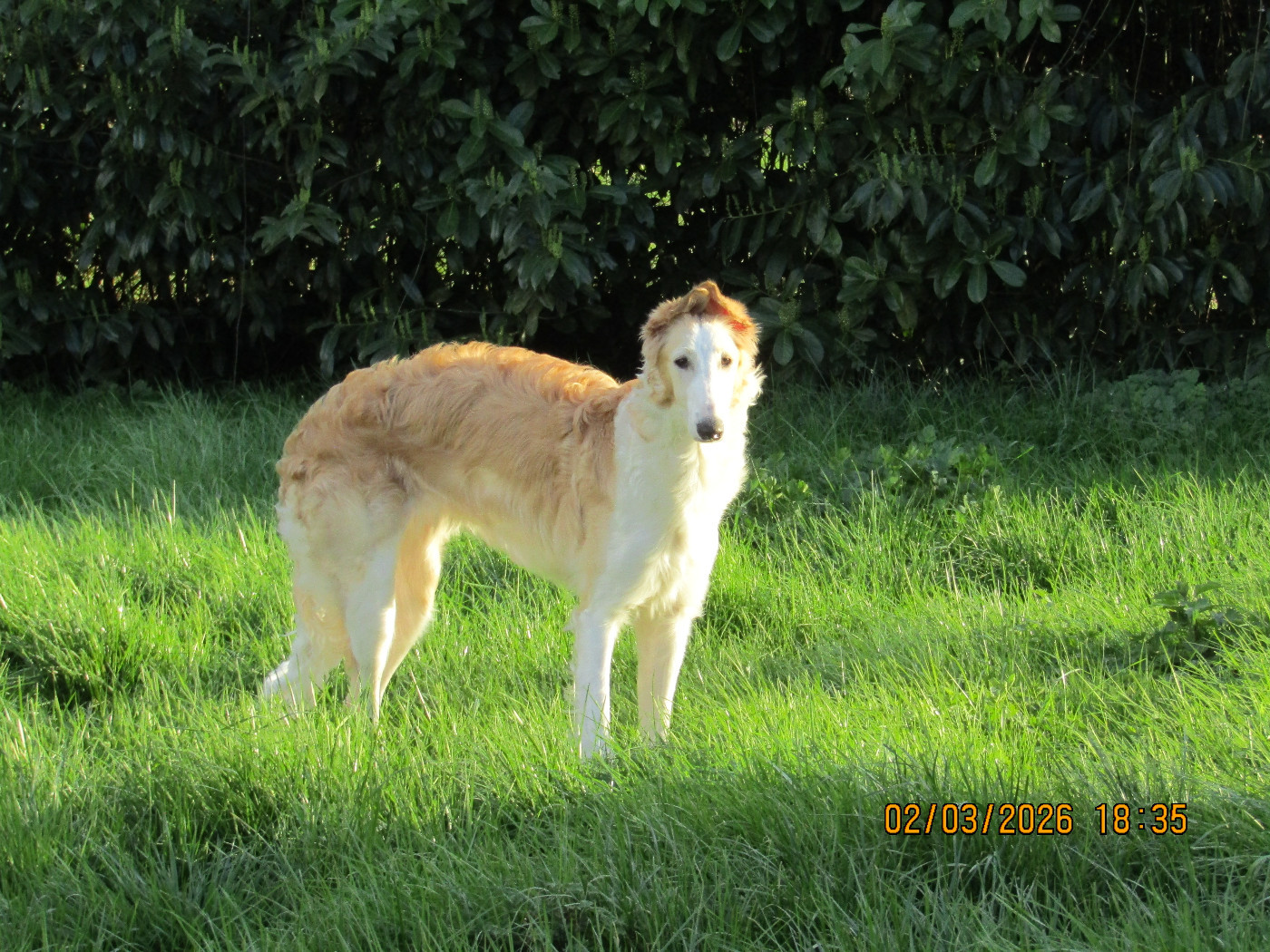 Publication : du Domaine d'Iasnaïa-Poliana Auteur : NT