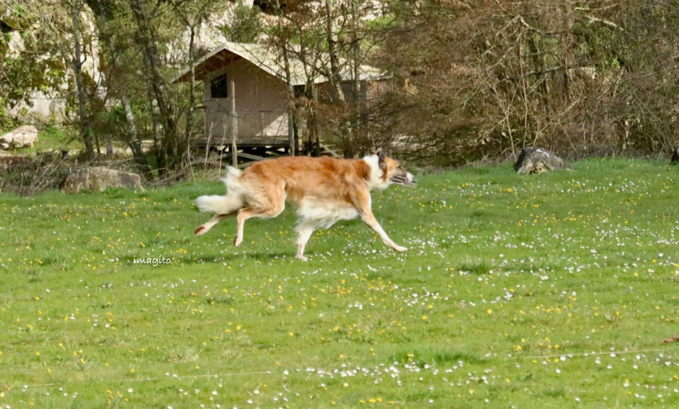 Publication : du Domaine d'Iasnaïa-Poliana Auteur : NT