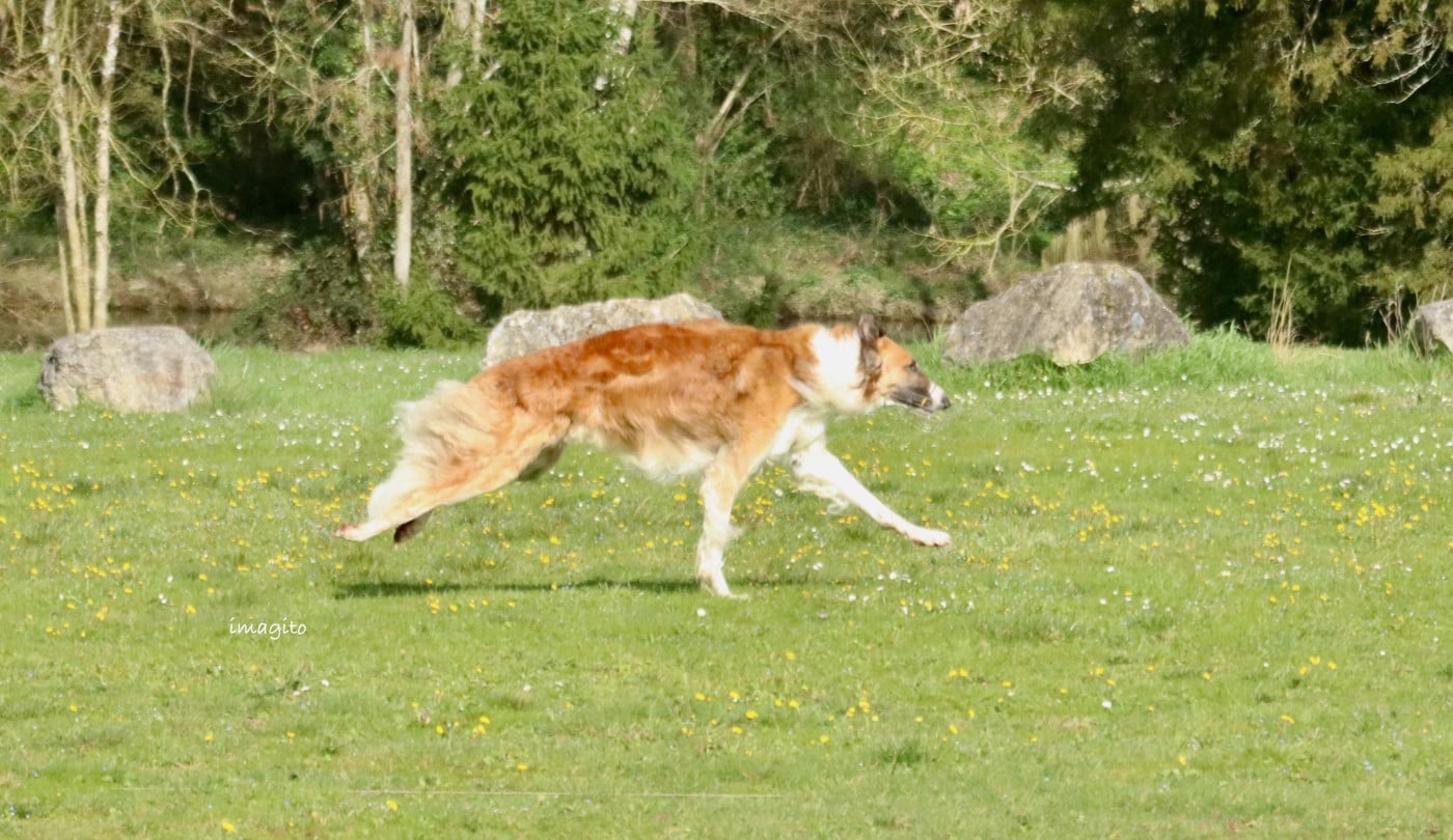 Publication : du Domaine d'Iasnaïa-Poliana Auteur : NT