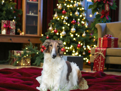 du Domaine d'Iasnaïa-Poliana