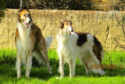 du Domaine d'Iasnaïa-Poliana