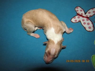 Les chiots de Barzoi