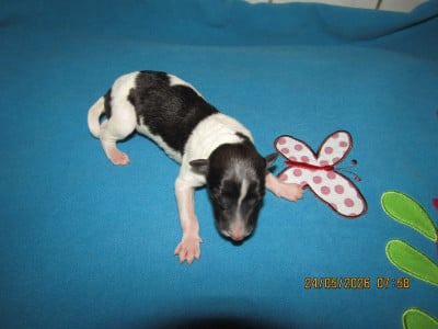 Les chiots de Barzoi