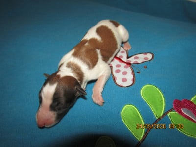 Les chiots de Barzoi
