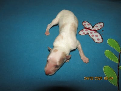 Les chiots de Barzoi