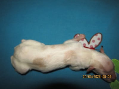 Les chiots de Barzoi