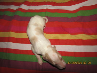Les chiots de Barzoi