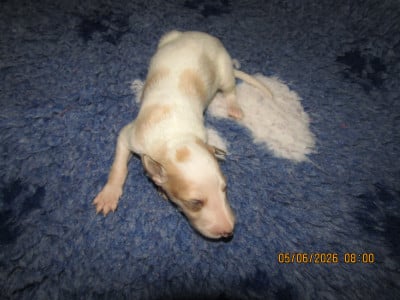 Les chiots de Barzoi