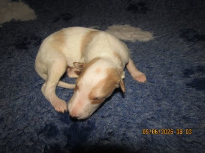 Les chiots de Barzoi
