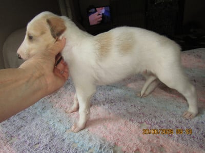 Les chiots de Barzoi