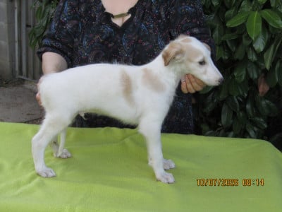 Les chiots de Barzoi