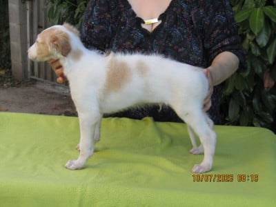 Les chiots de Barzoi