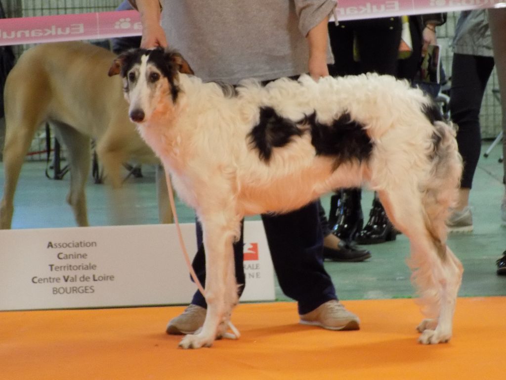 Paladynska du Domaine d'Iasnaïa-Poliana - Très Prometteur