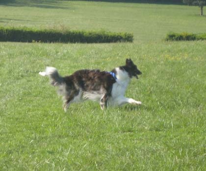 Czaroff vakonowitch du Domaine d'Iasnaïa-Poliana - 3eme exc