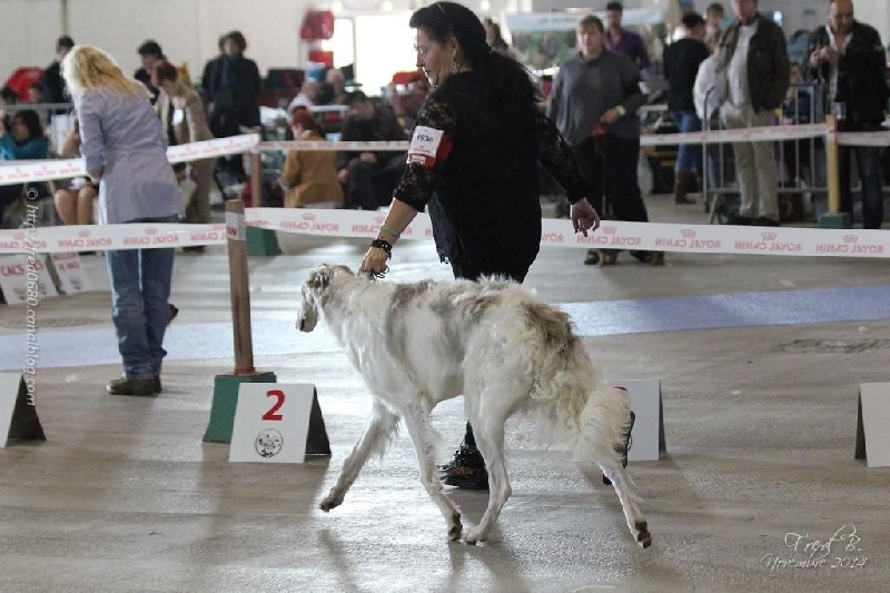 CH. L.s.p georgiy mraja - 1er EXC classe jeune BOB jeune
