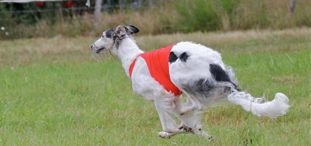 Paladynska du Domaine d'Iasnaïa-Poliana - 5e EXC