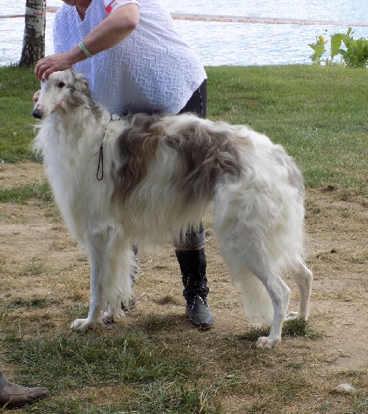 CH. L.s.p georgiy mraja - Rcacs Classe travaille mâle