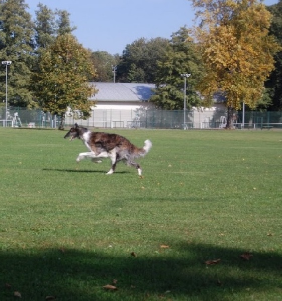 Czaroff vakonowitch du Domaine d'Iasnaïa-Poliana - 5 eme EXC