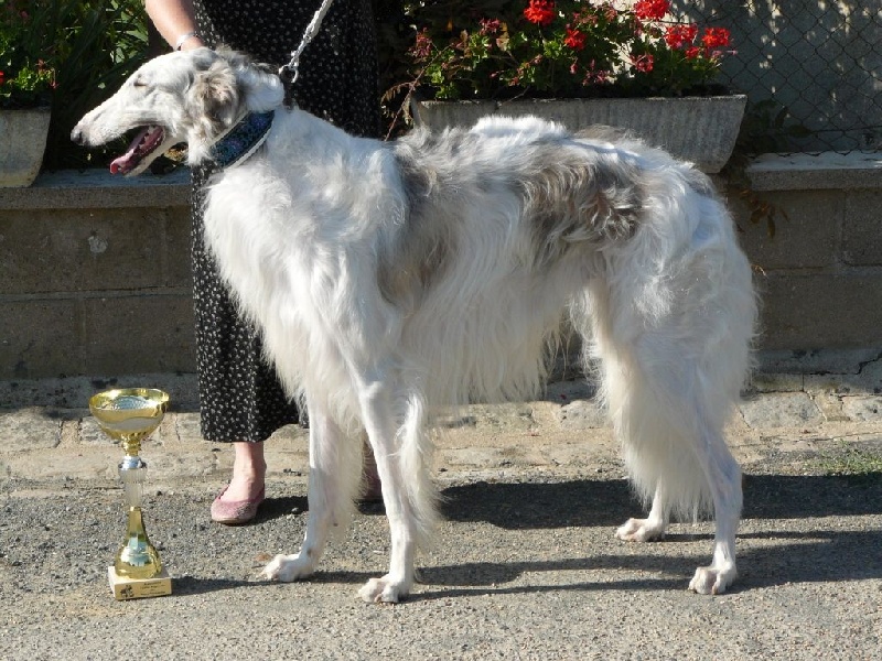 CH. L.s.p georgiy mraja - RCACS 1er EXC classe inter M