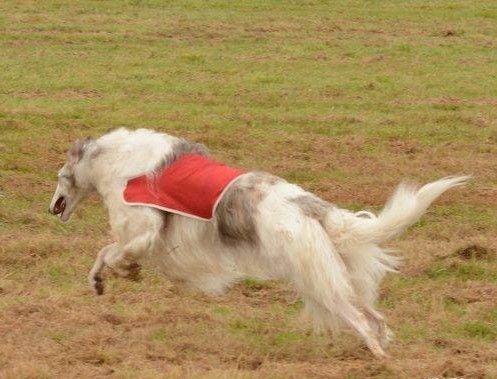 CH. L.s.p georgiy mraja - CACP