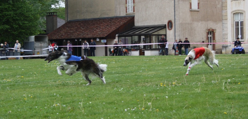 Czaroff vakonowitch du Domaine d'Iasnaïa-Poliana - 11eme