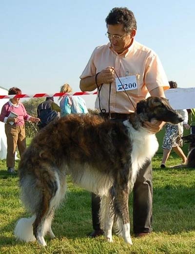 Czaroff vakonowitch du Domaine d'Iasnaïa-Poliana - 3eme TB classe jeune confirme
