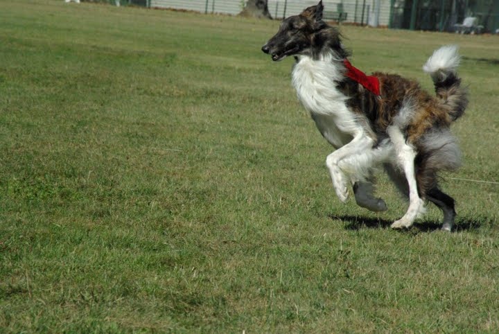 Czaroff vakonowitch du Domaine d'Iasnaïa-Poliana - 1er EXC 30 points