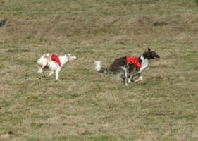 Czaroff vakonowitch du Domaine d'Iasnaïa-Poliana - 3eme exc