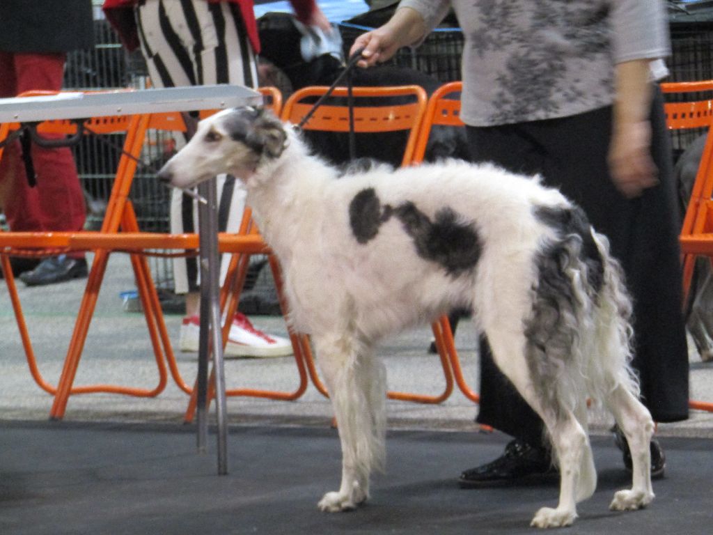 Paladynska du Domaine d'Iasnaïa-Poliana - 2e EXC classe ouverte f